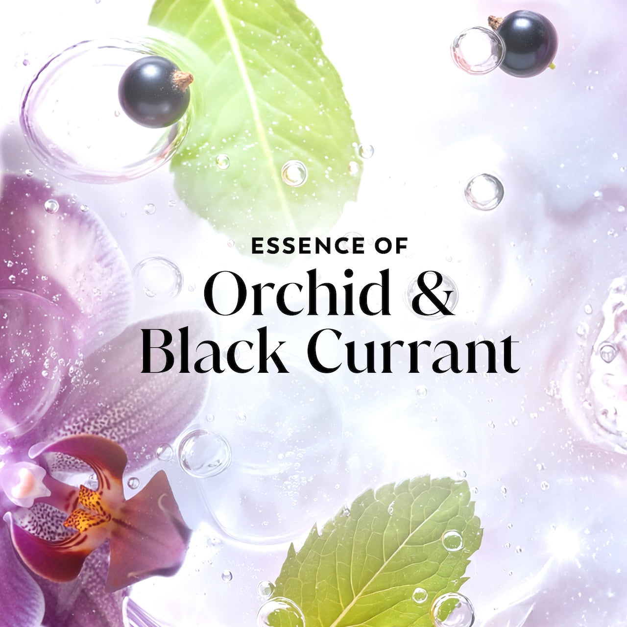Olay Fresh Radiance Body Wash with Essence of Orchid and Black Currant. Vitamin B3 and Antioxidant Blend 35oz